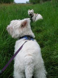 Klik op de foto voor groter formaat